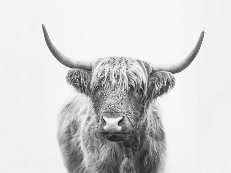 Canvas Print Highland bull