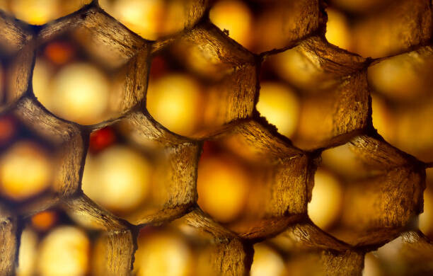 Canvas Print Honeycomb ultra Macro Photo