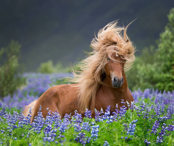 Canvas Print Horse running by lupines