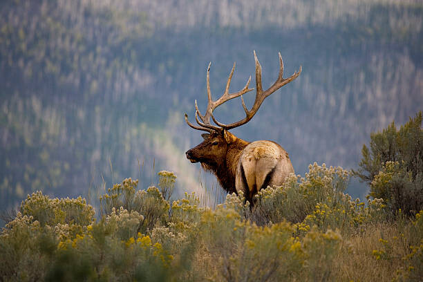 Canvas Print Huge Bull Elk in a Scenic Backdrop