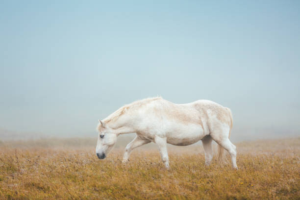 Canvas Print Icelandic Horse On Pasture