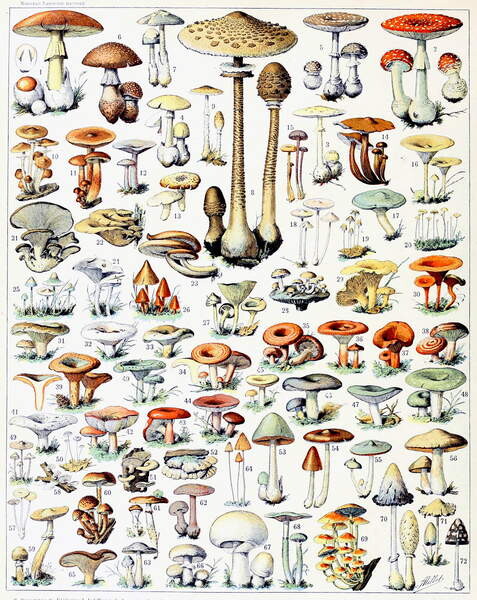 Canvas Print Illustration of Mushrooms  c.1923