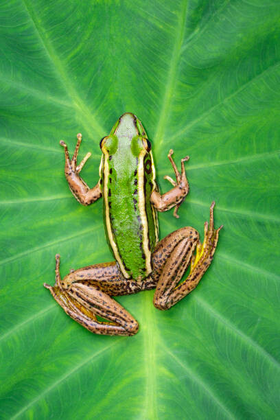 Canvas Print Image of paddy field green frog