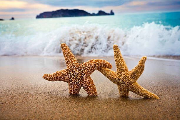 Canvas Print In the Mood for Love -  Couple of Starfish