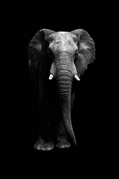 Canvas Print Isolated elephant standing looking at camera
