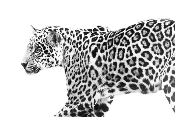 Canvas Print jaguar