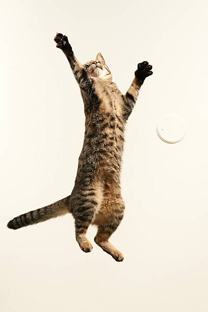 Canvas Print Jumping cat