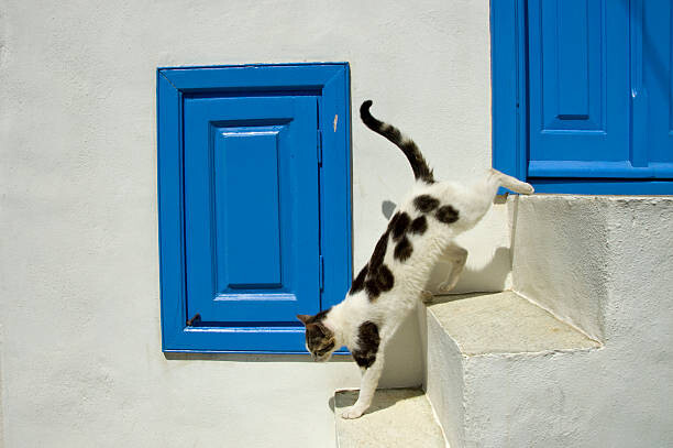 Canvas Print Jumping Domestic Cat, Mykonos, Greek Islands,