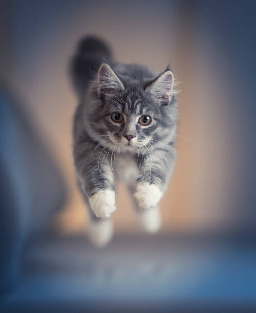 Canvas Print jumping kitten