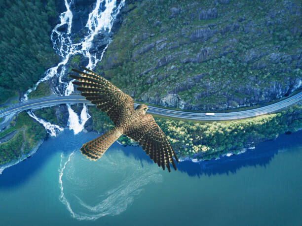 Canvas Print Kestrel flying above ocean, rocky land,