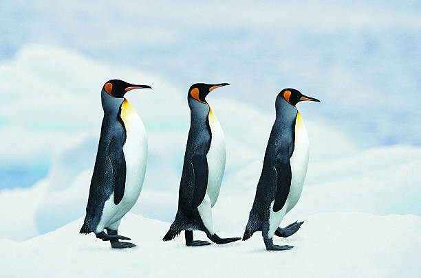 Canvas Print King Penguins walking in single file
