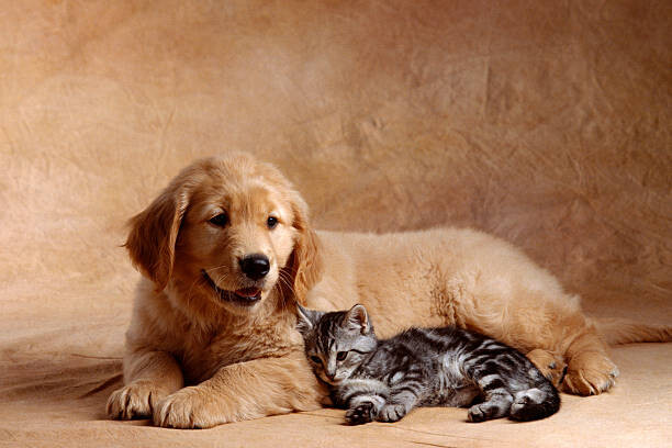 Canvas Print Kitten Leaning Against Golden Retriever Puppy