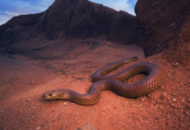 Canvas Print Large, wild king brown/mulga snake