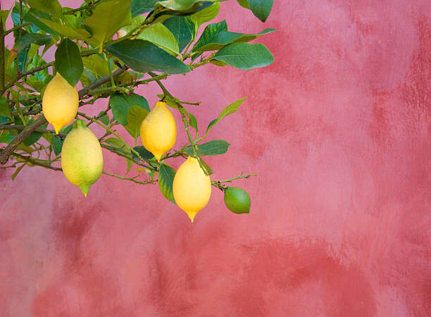 Canvas Print lemon tree near red wall