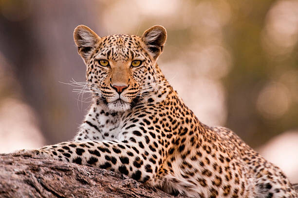 Canvas Print Leopard, Chobe National Park, Botswana