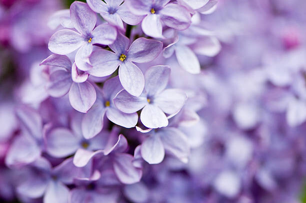 Lilac Flower Prints