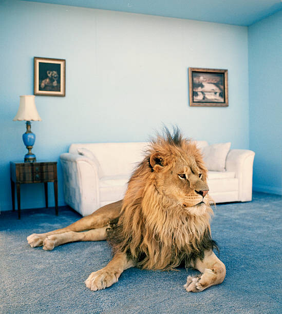Canvas Print Lion on living room rug