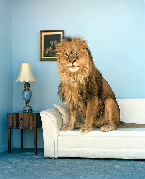 Canvas Print Lion sitting on couch