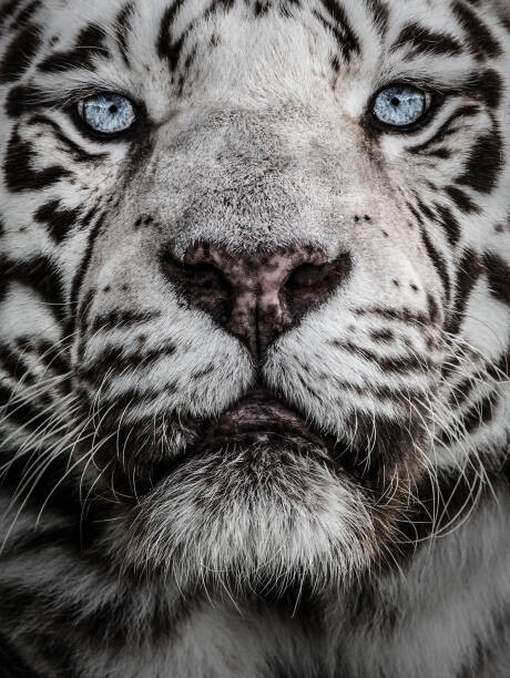 Canvas Print Look in to my eyes