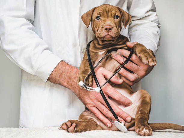Canvas Print Lovable, pretty puppy of chocolate color. Close-up