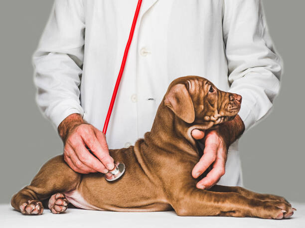 Canvas Print Lovable, pretty puppy of chocolate color. Close-up