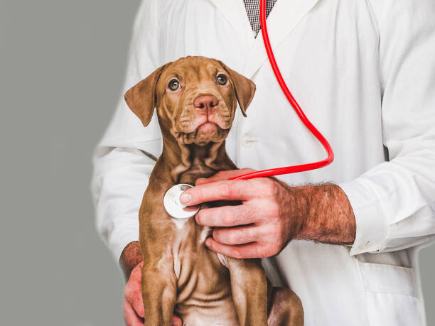 Canvas Print Lovable, pretty puppy of chocolate color. Close-up