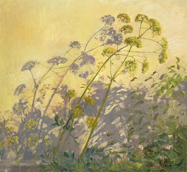 Canvas Print Lovage, Clematis and Shadows, 1999