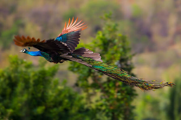 Canvas Print Male Indian peafowl, Blue peafowl(Pavo, cristatus)
