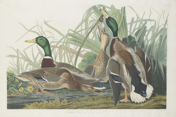Canvas Print Mallard Duck, 1834