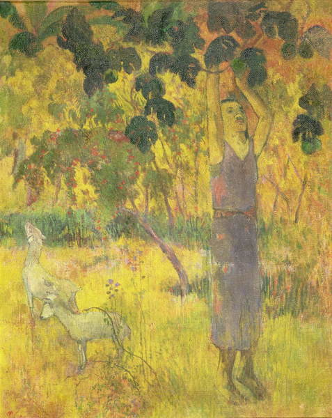 Canvas Print Man Picking Fruit from a Tree, 1897