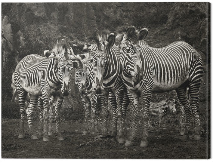 Canvas Print Marina Cano - Zebras