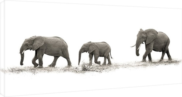 Canvas Print Mario Moreno - The Elehants