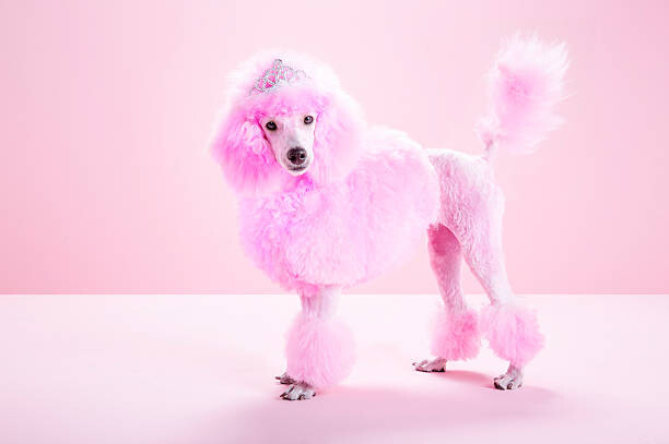 Canvas Print Miniature Pink poodle, pink poodle,studio