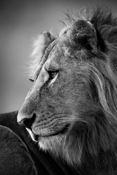 Canvas Print Mono close-up of male lion looking left