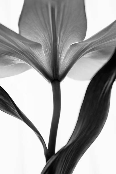 Canvas Print monochrome lily