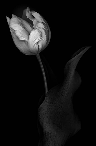 Canvas Print Monochrome multi-shaded Parrot Tulip