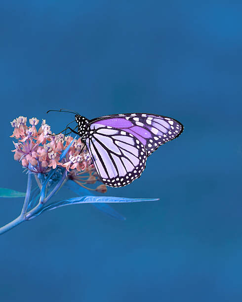 Canvas Print More Nature in Blues