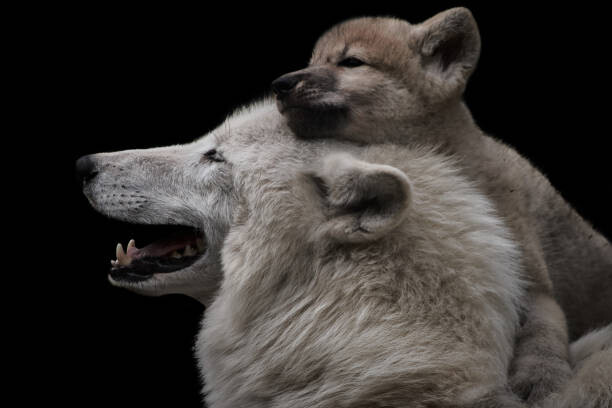 Canvas Print Mother's love between arctic wolf and