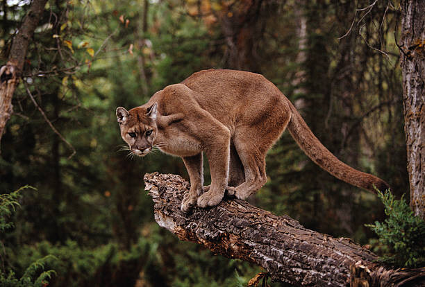 Canvas Print Mountain Lion on Tree Stump