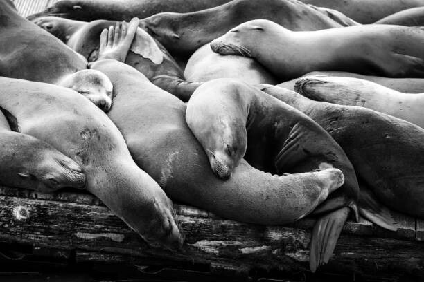 Canvas Print Multiple sleeping sea lions on a