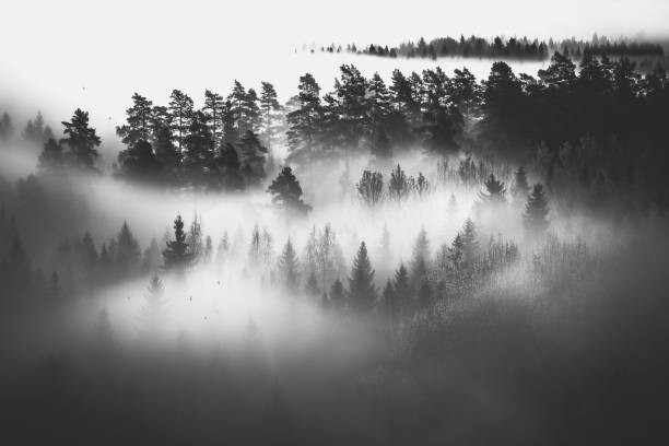 Canvas Print Mysterious forest in fog at sunrise, monochrome