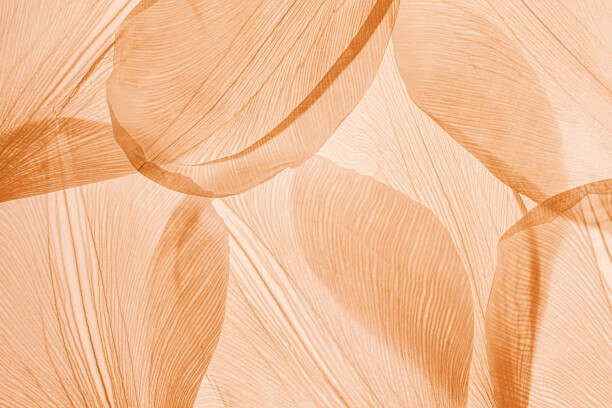 Canvas Print Nature pattern of dry petals, transparent