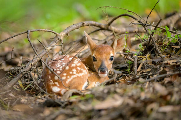 Canvas Print Newborn white-tailed deer fawn on forest floor