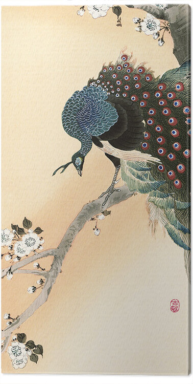 Canvas Print Ohara Koson - Peacock on a Cherry Blossom Tree