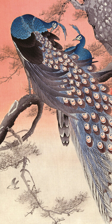 Canvas Print Ohara Koson - Two Peacocks on Tree Branch