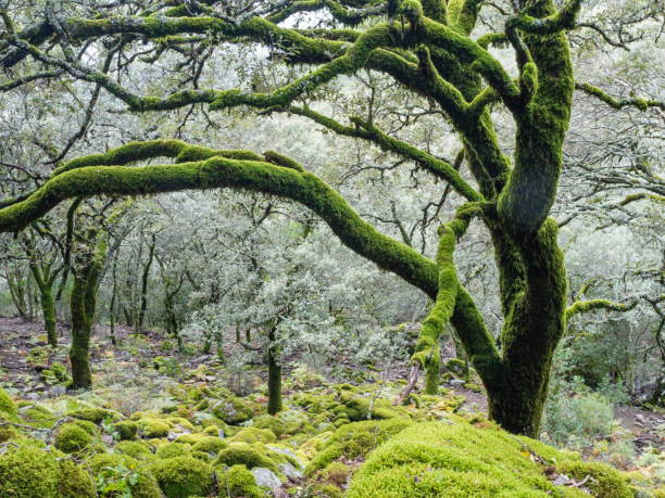 Canvas Print Old trees full of moss in autumn