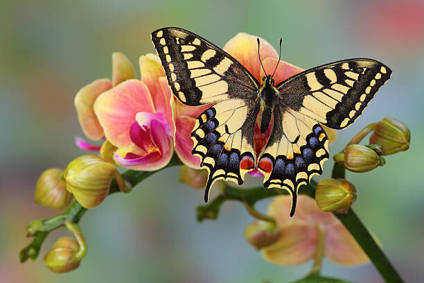 Canvas Print Old World Swallowtail Butterfly, Papilio machaon