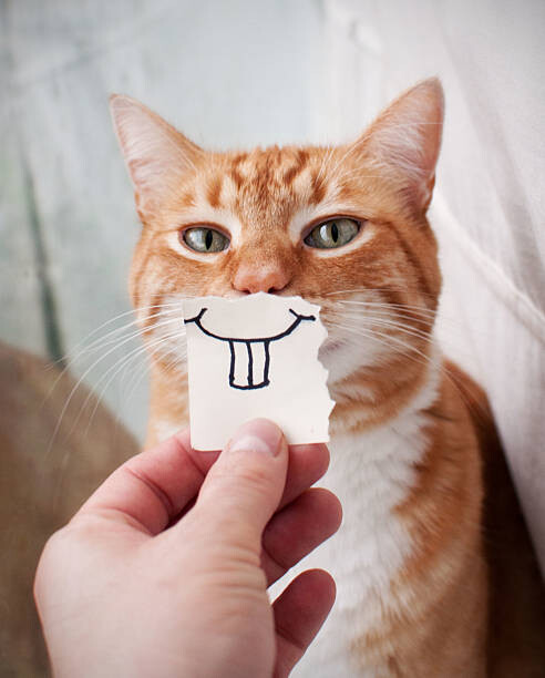 Canvas Print Orange Cat face