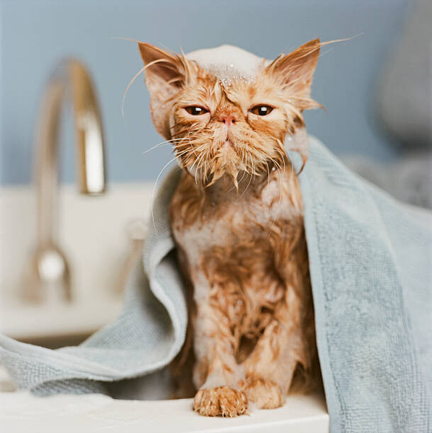 Canvas Print Orange Persian cat  under towel