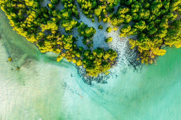 Canvas Print Overhead view of a tropical mangrove lagoon
